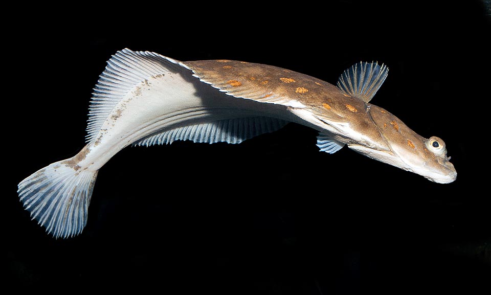 Important for the human nutrition, the Plaice (Pleuronectes platessa) has given name to the order of Pleuronecteformes counting more than 800 species.