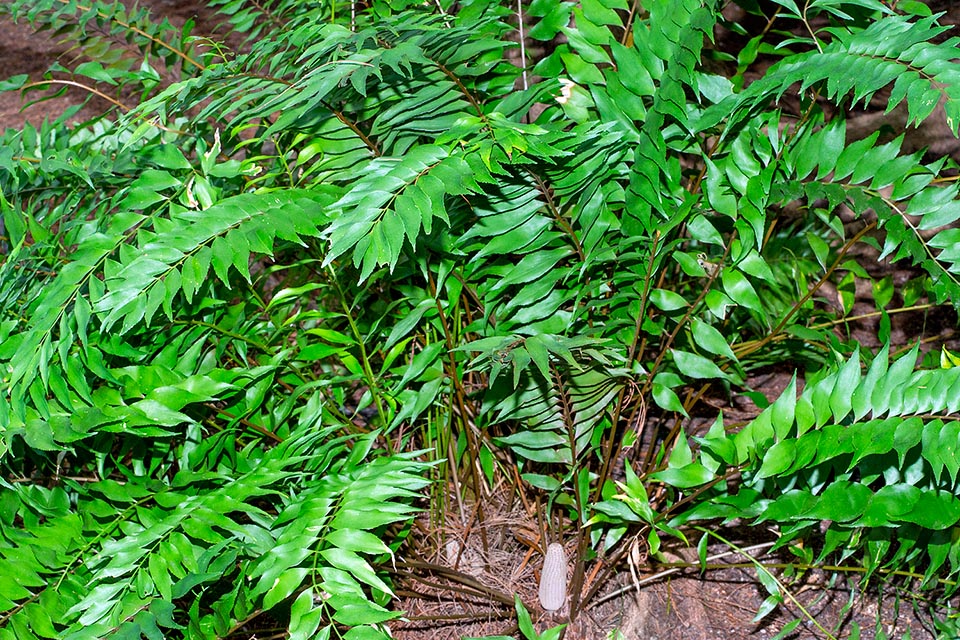 Zamia vazquezii, Zamiaceae