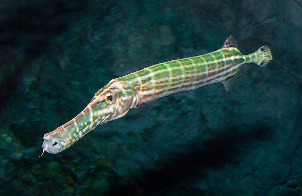 Aulostomus chinensis, Aulostomidae, Chinese trumpetfish