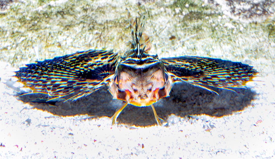 Dactyloptera orientalis, Oriental flying gurnard, Dactylopteridae