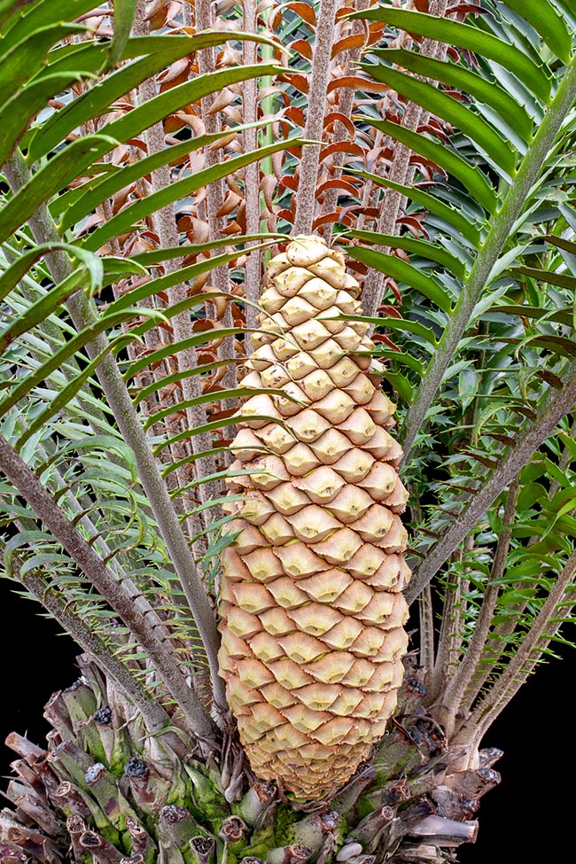 Encephalartos hildebrantii, Zamiaceae