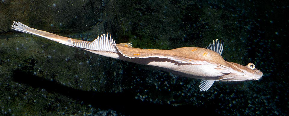 Here, swimming on a side, in all its length. The eyes have moved to the right side and we note, vertically, the pectoral fins.