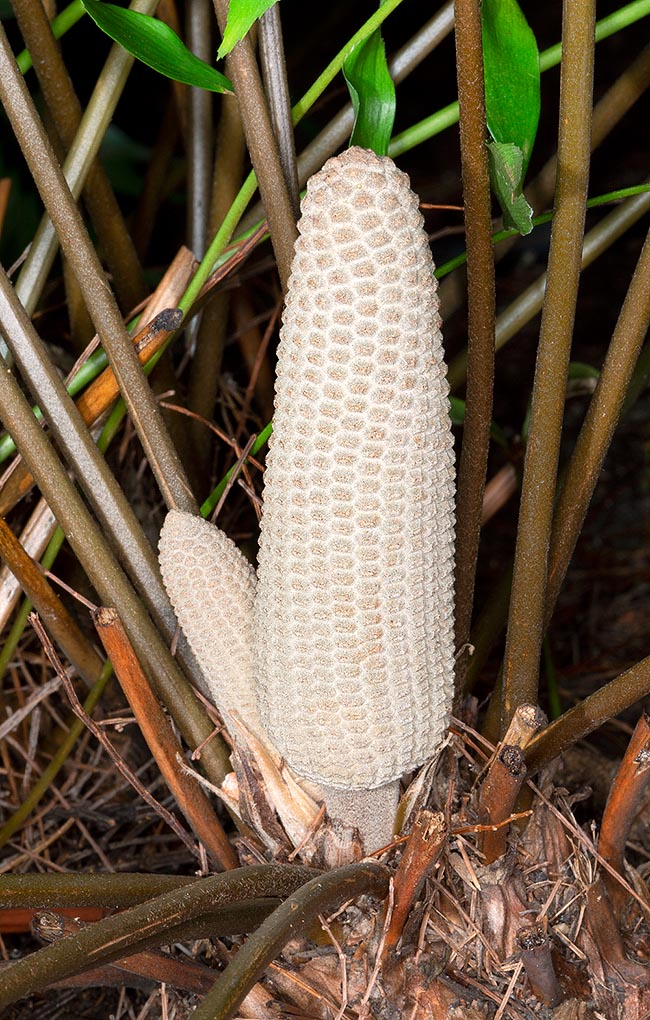 Zamia vazquezii, Zamiaceae