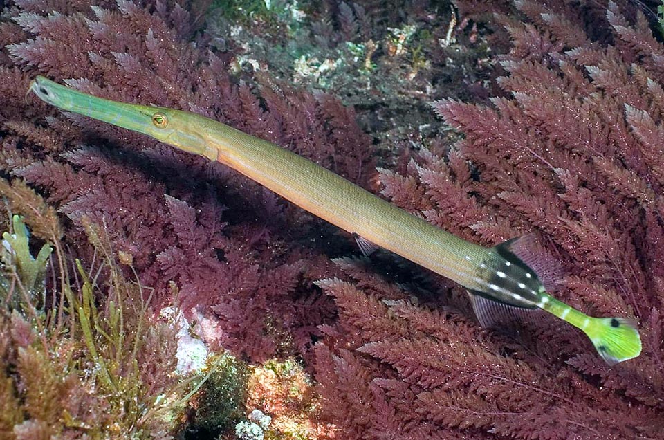 Here the longitudinal pale lines are almost gone and a white dotted dark zone precedes the caudal peduncle, yellowish as the near fin that displays two black dots on the sides. A shot of wavy light to attract attention of the predators and, as it often happens, making them to confuse the head with the tail 
