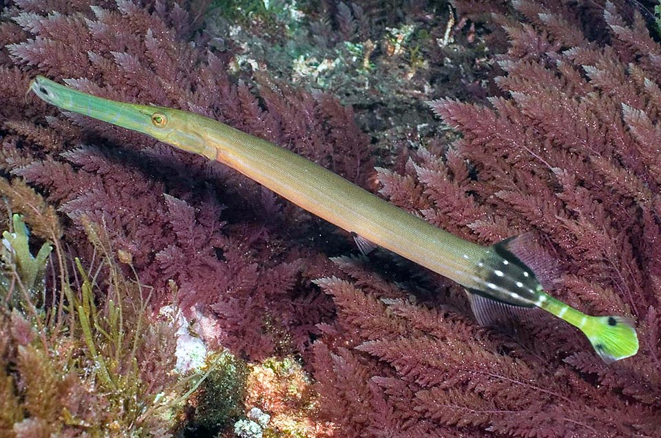 Aulostomus chinensis, Aulostomidae, Pesce trombetta cinese 