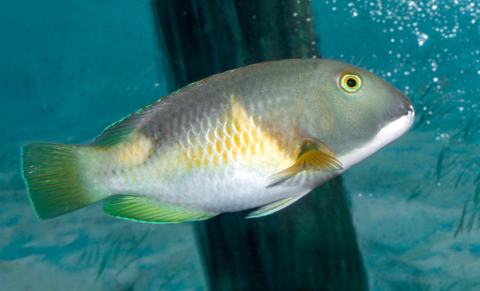 Reproduction occurs in group with eggs abandoned to the currents. The young often grow among the mangrove roots where they get abundant food and hideaways 