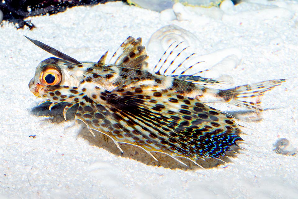 Dactyloptera orientalis, Oriental flying gurnard, Dactylopteridae