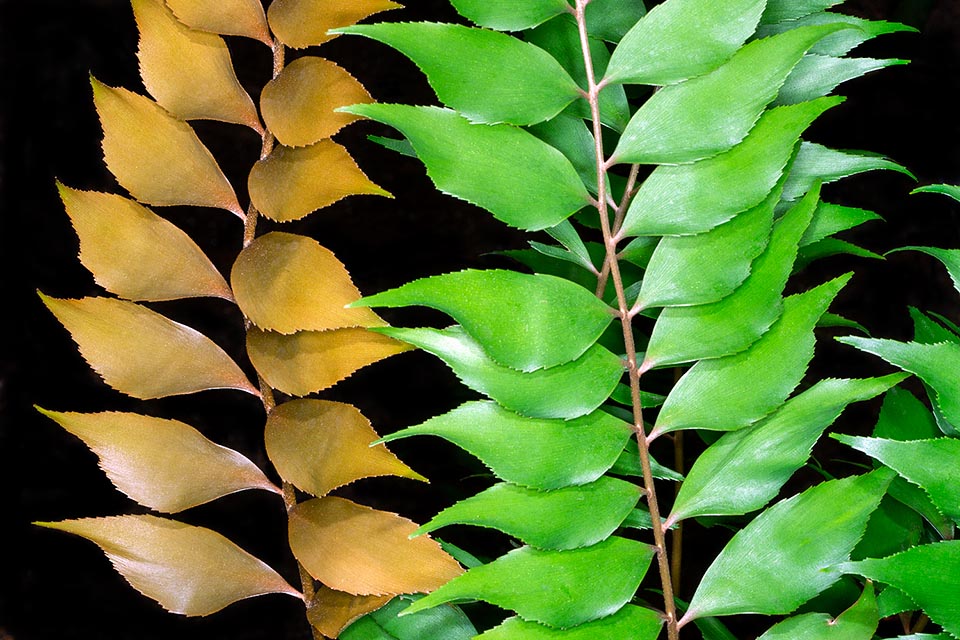 Zamia vazquezii, Zamiaceae