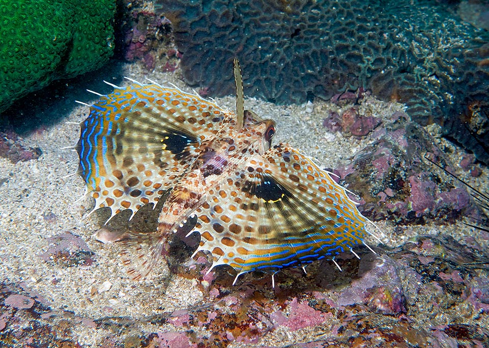 Dactyloptera orientalis, Oriental flying gurnard, Dactylopteridae