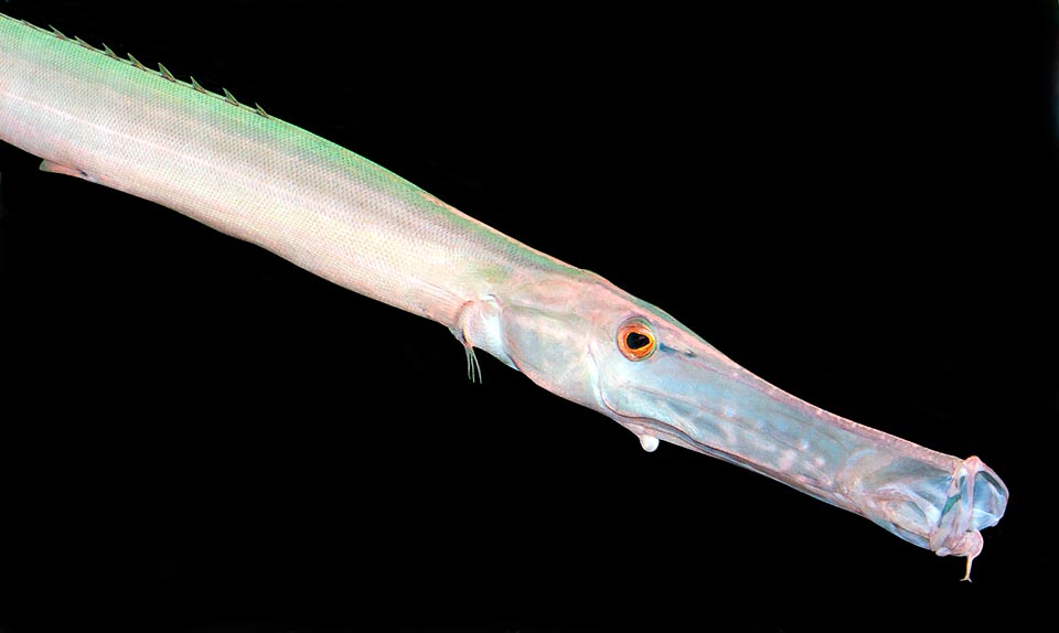 Aulostomus chinensis, Aulostomidae, Chinese trumpetfish