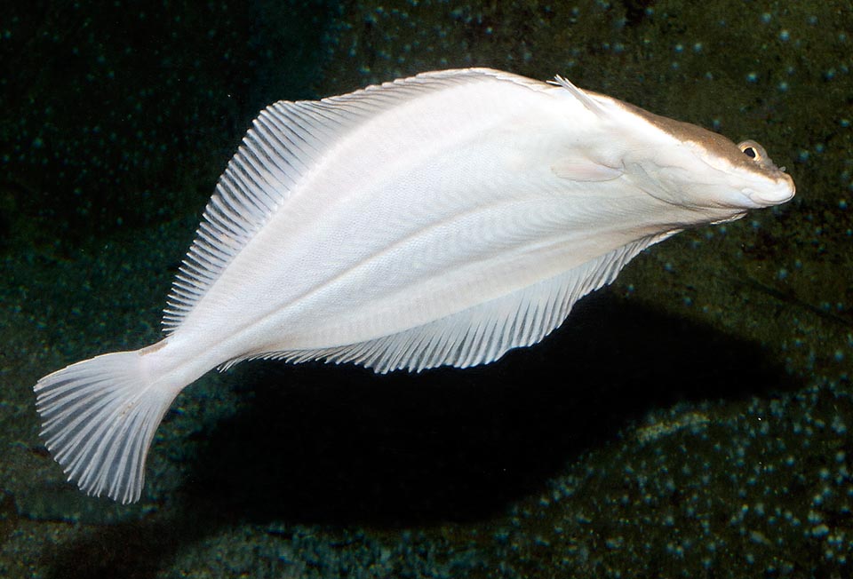 The left side of Pleuronectes platessa, the one laying on the bottom, is greyish white, whilst the right shows on variable background showy circular red or orange spots.