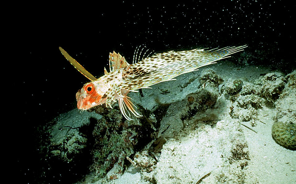 Dactyloptera orientalis, Oriental flying gurnard, Dactylopteridae