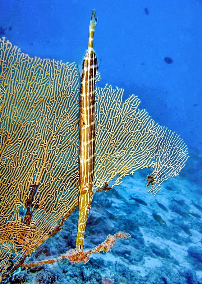 Mimetizzato alla verticale fra i rami dei coralli, attende spesso il pasto gli passi accanto