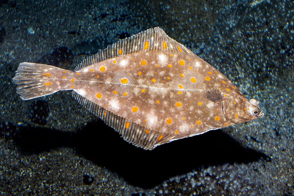 The shape of Pleuronectes platessa, with stretched fins, is rhomboid and the reddish brown background can turn greyish or suddenly stressing the clear dots mimicry.