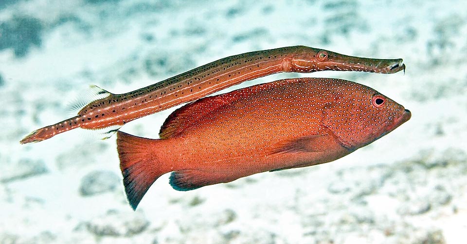 Aulostomus maculatus, Aulostomidae, Caribbean Trumpetfish Aulostomus maculatus, Aulostomidae, Caribbean Trumpetfish