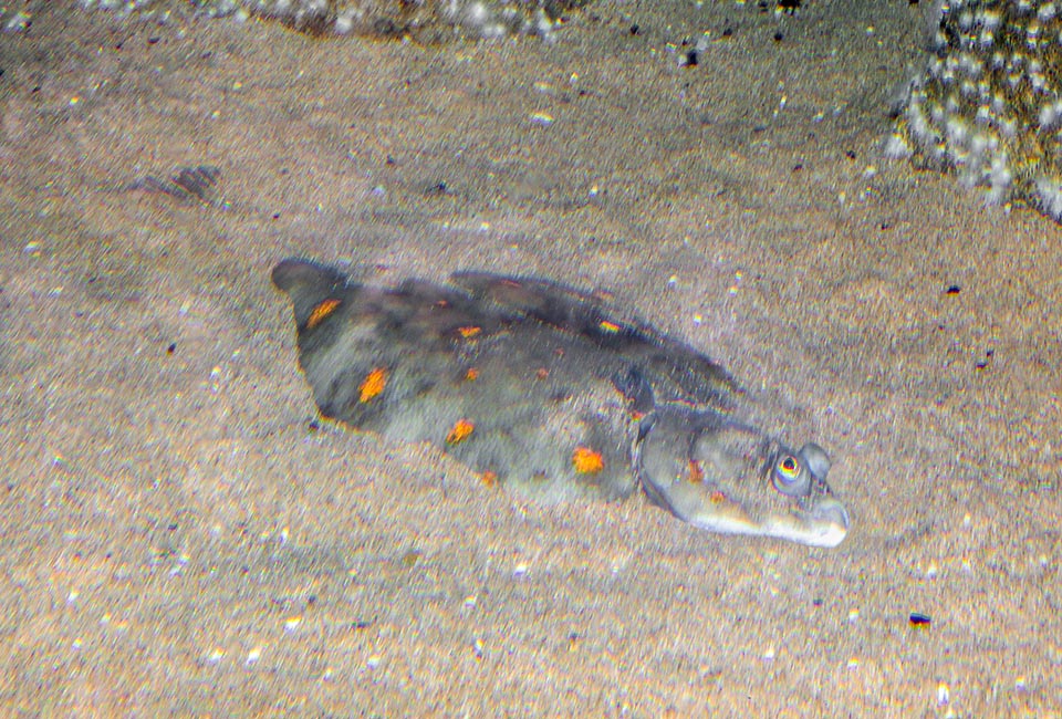 Aquí, imitando a una roca, medio cubierta por arena en el fondo. Descansa durante el día y sale a cazar por la noche explorando el fondo marino.