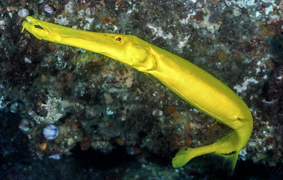 Aulostomus chinensis, Aulostomidae, Pesce trombetta cinese 