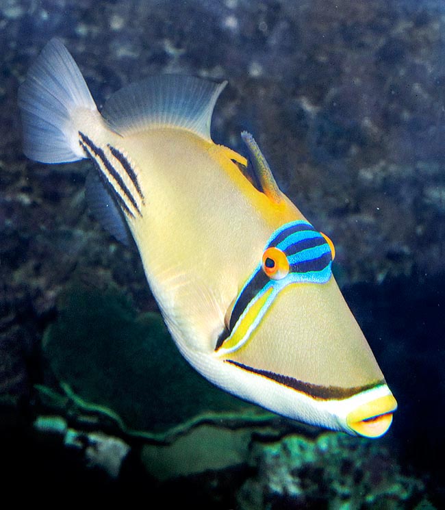 Rhinecanthus assasi, Balistidae, Pesce balestra Picasso arabico