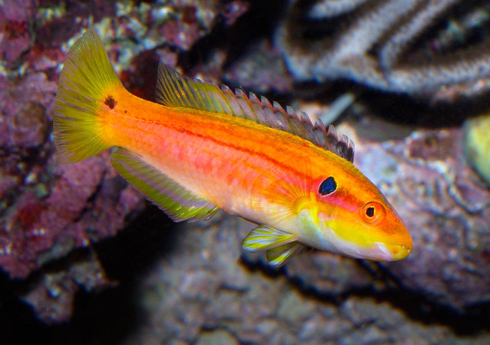 Bodianus bimaculatus, Labridae, Twospot hogfish