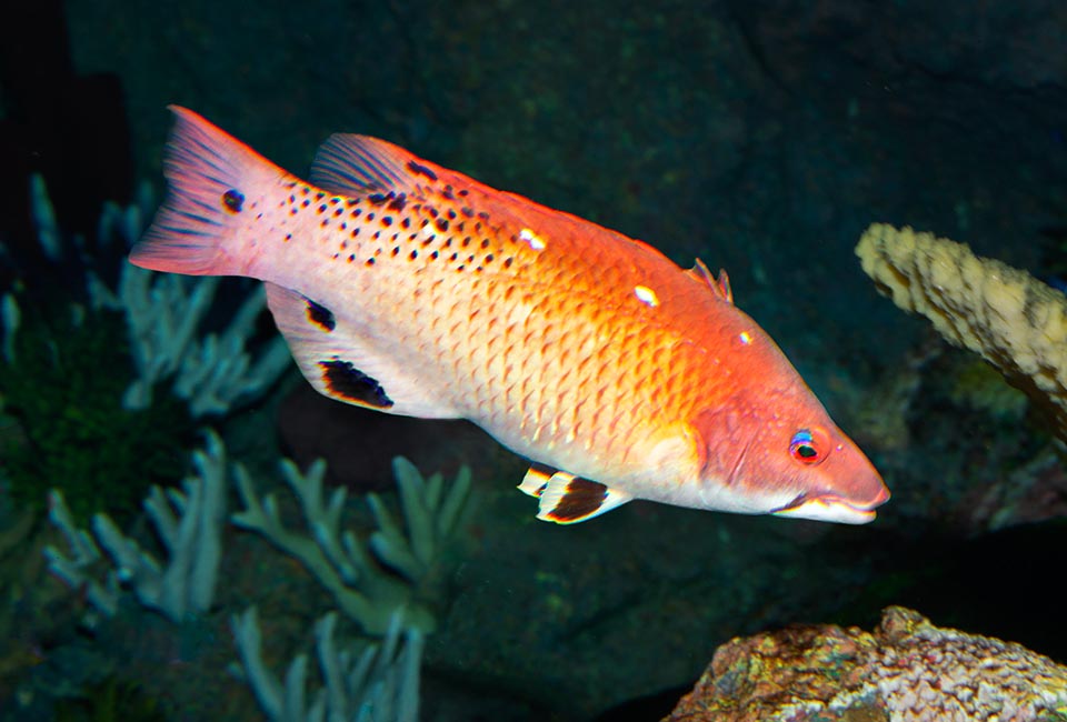 Bodianus diana, Labridae