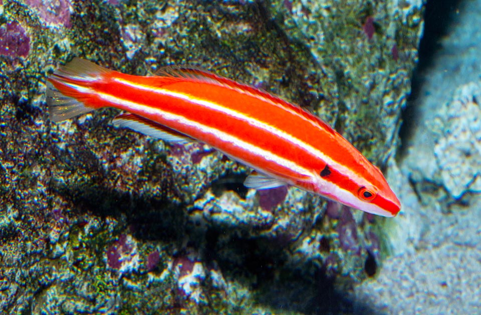 Bodianus opercularis, Labridae