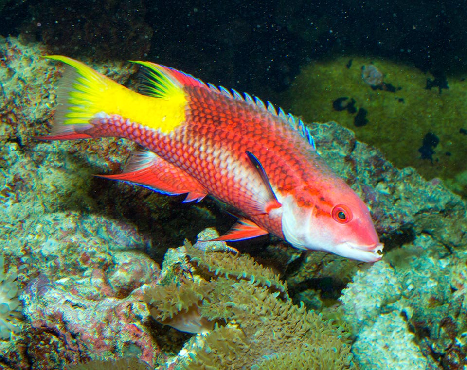 Bodianus pukchellus, Labridae, Spotfin hogfish