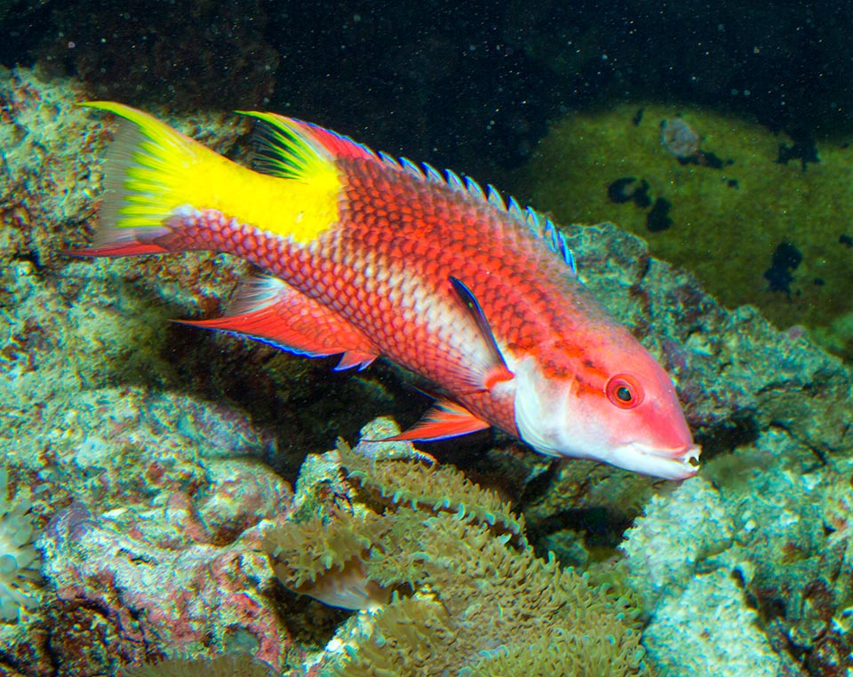 Bodianus pukchellus, Labridae