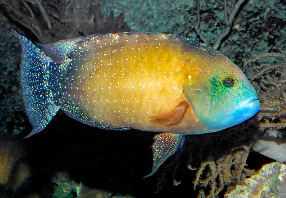 Cheilinus chlorourus male in all its splendour. The caudal fin lobes are less pronounced than in Cheilinus trilobatus and the thin vertical lines are absent 