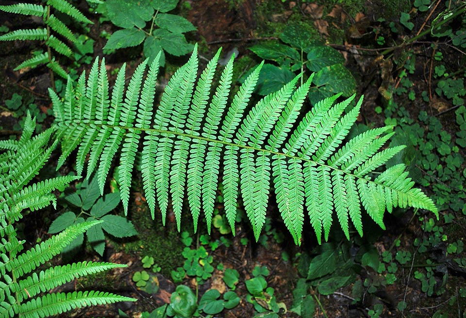 Dryopteris filix-mas, Dryopteridaceae, Helecho macho