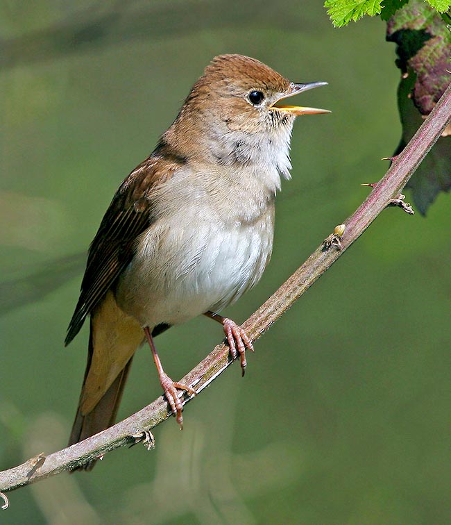 Luscinia megarhynchos, Muscicapidae, Nightingale