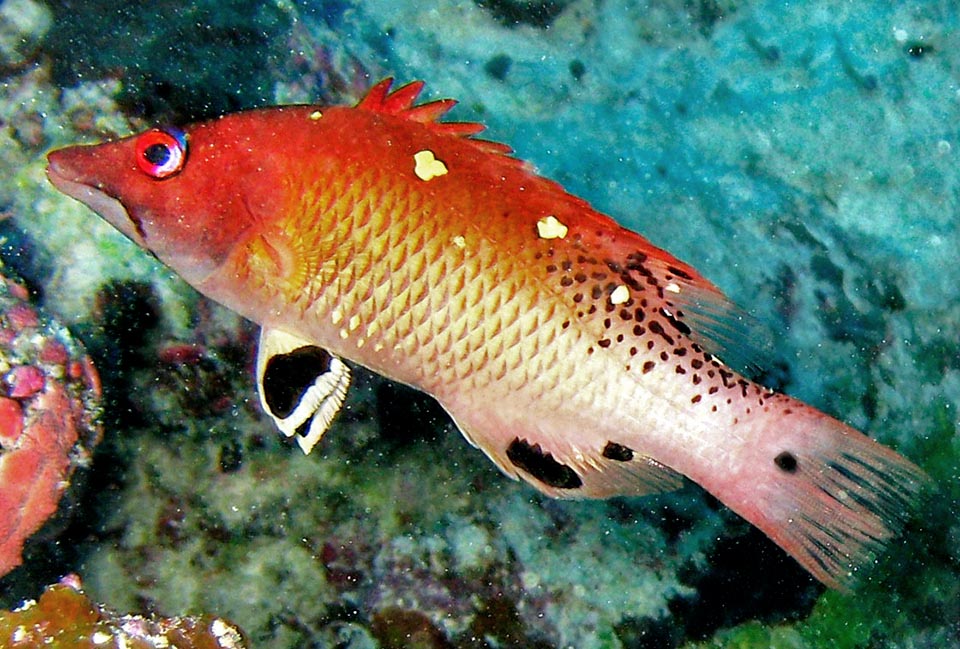 Bodianus diana, Labridae