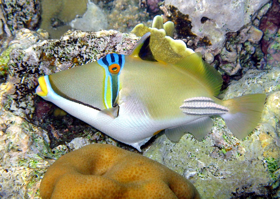 Rhinecanthus assasi, Balistidae, Pez ballesta Picasso arábigo