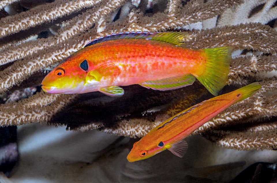 Bodianus bimaculatus, Labridae, Twospot hogfish