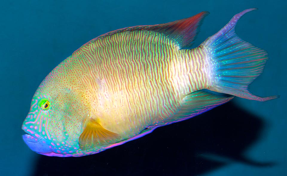 El color es muy variable, por la edad y por efecto de los cromatóforos, que cambian el aspecto del pez en segundos. Este es el mismo ejemplar relajado de la foto de arriba 