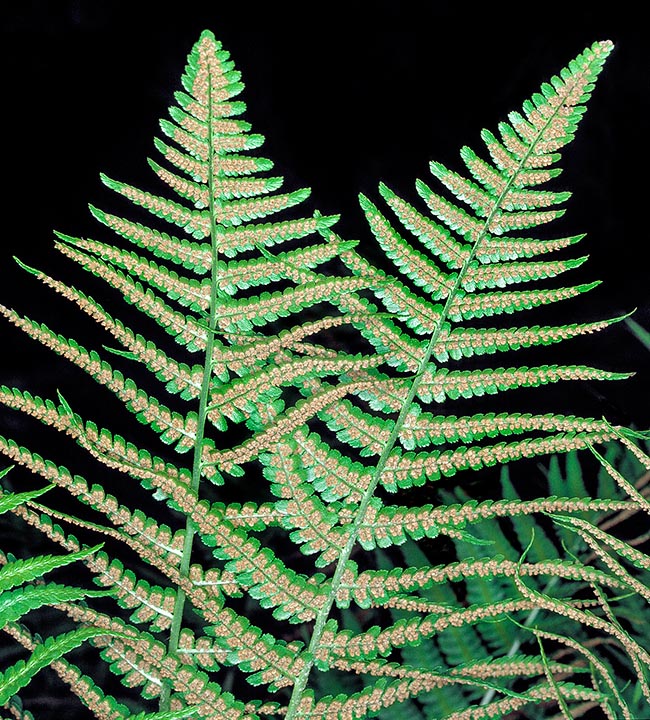 Dryopteris filix-mas, Male fern, Dryopteridaceae