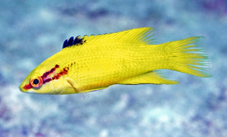 Bodianus pukchellus, Labridae, Spotfin hogfish