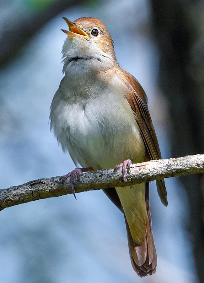 Luscinia megarhynchos, Muscicapidae, Usignolo