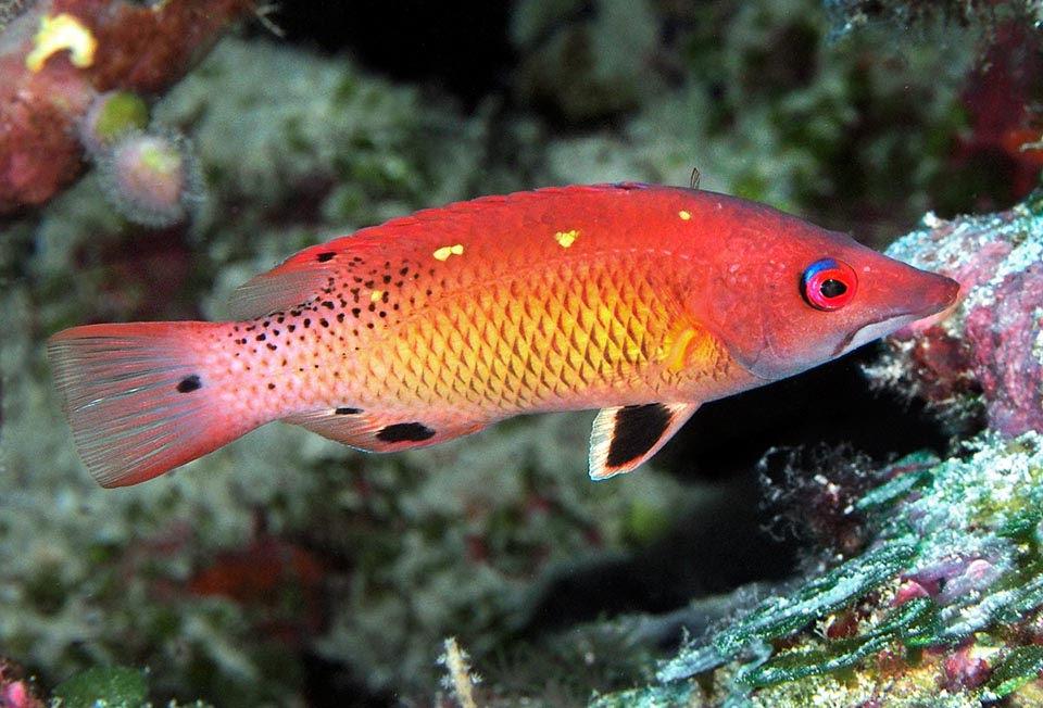 Bodianus diana, Labridae