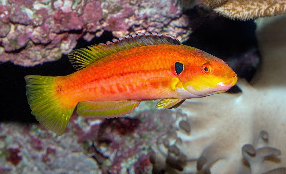 Bodianus bimaculatus, Labridae, Twospot hogfish