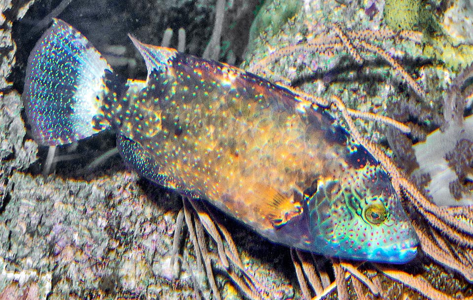 Typical are the white dots present on the body, particularly on the fins. Here the caudal is a starry sky, preceded, as often occurs, by a white belt