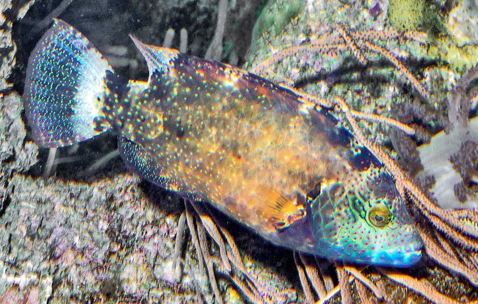 Son característicos los puntos blancos en el cuerpo y particularmente en las aletas. Aquí la caudal es como un cielo estrellado, precedido a menudo por una franja blanca 