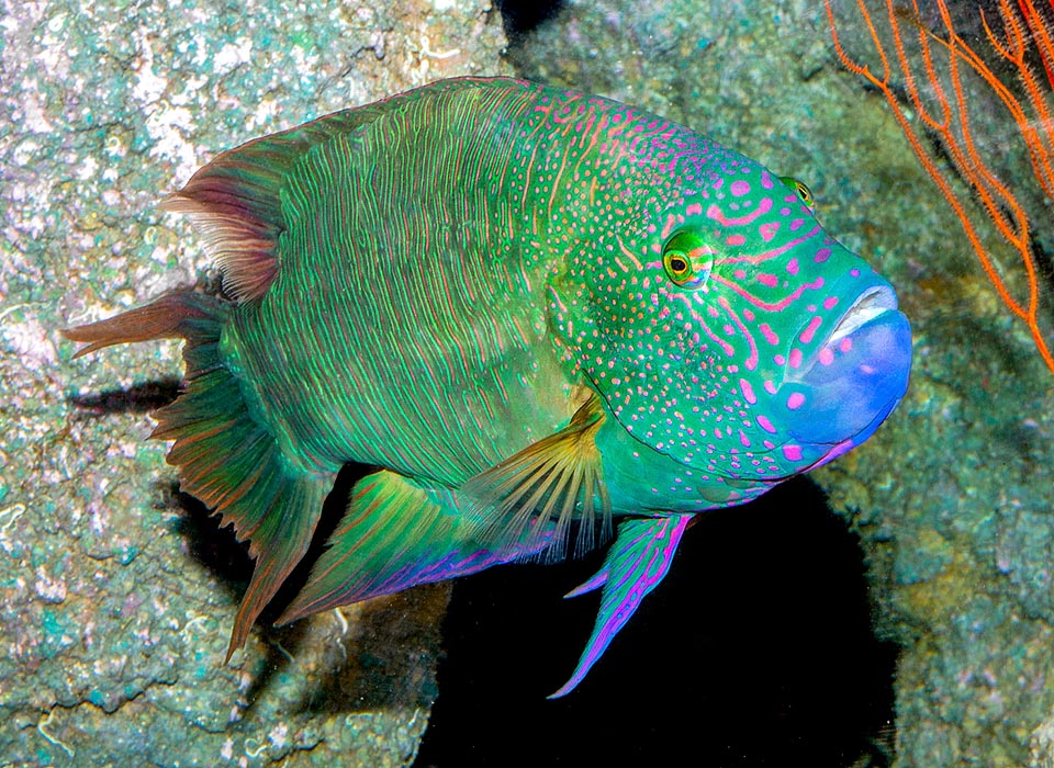 Another adult with green-bluish livery. In common, colour apart, all have a dense succession of thin vertical lines