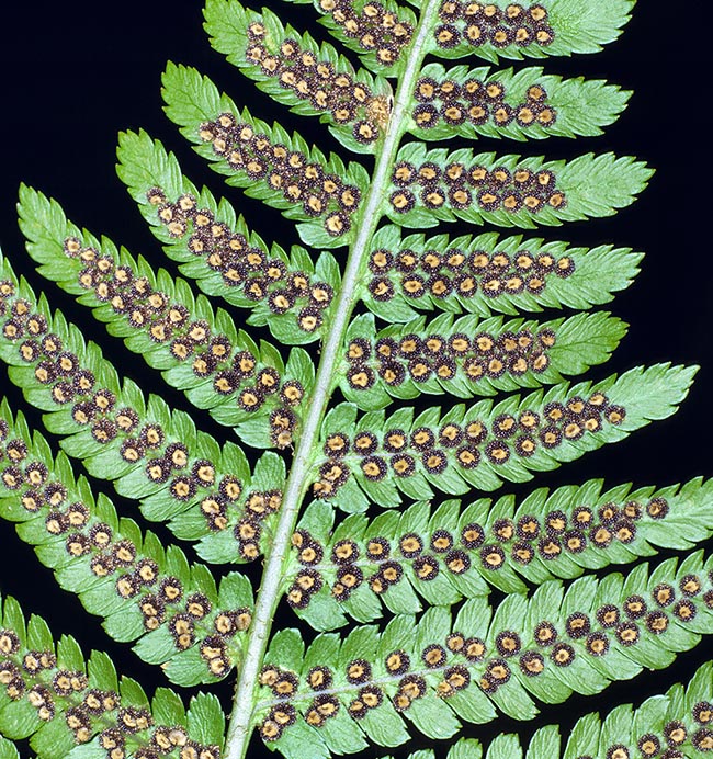 Dryopteris filix-mas, Fougère mâle, Dryopteridaceae