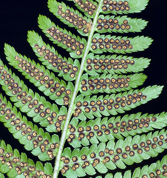 Dryopteris filix-mas, Dryopteridaceae, Helecho macho