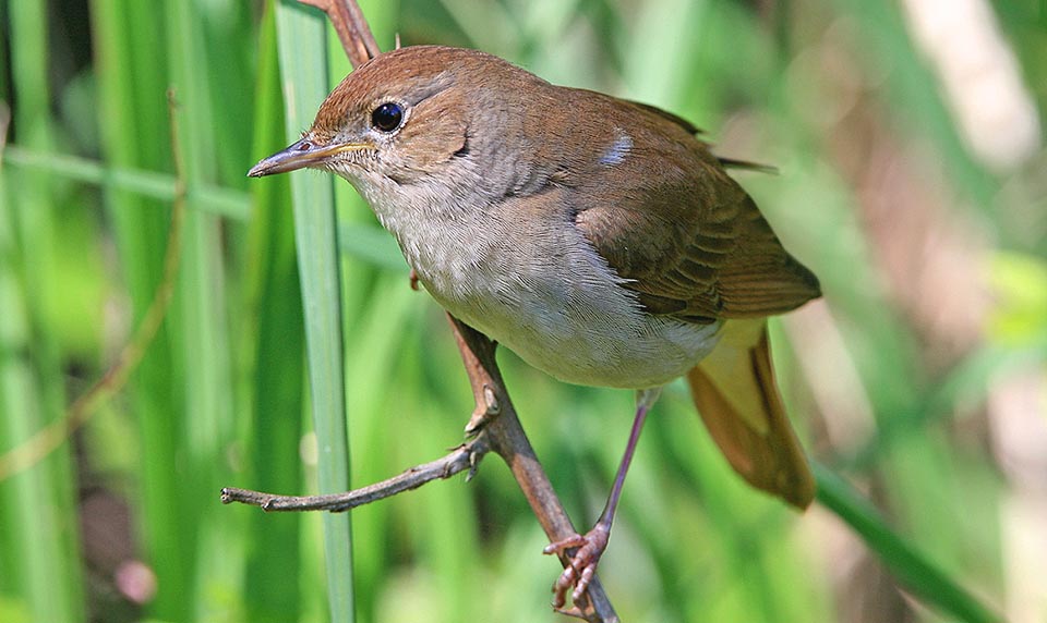 Luscinia megarhynchos, Muscicapidae, Usignolo