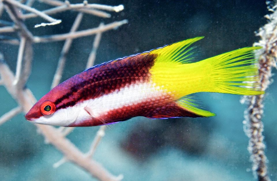 Bodianus pukchellus, Labridae, Spotfin hogfish