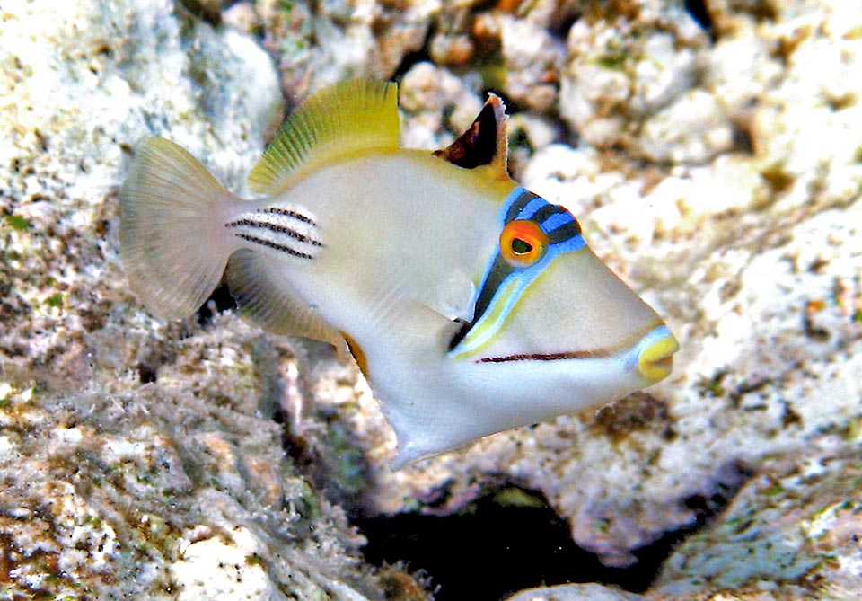 Rhinecanthus assasi, Balistidae, Pez ballesta Picasso arábigo