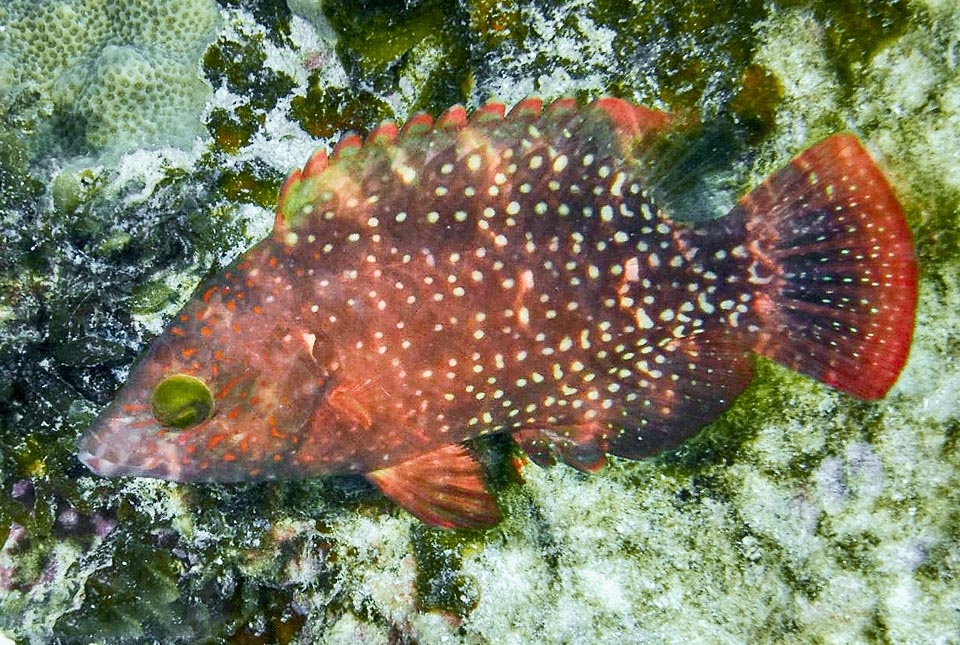 Reddish specimens don't miss, as in the juvenile phase where well evident are the white small dots of the body