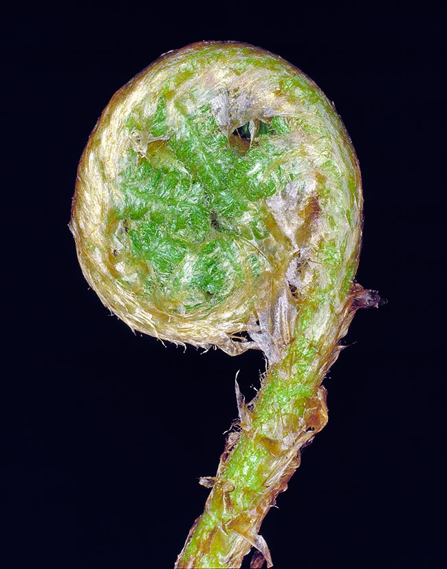 Dryopteris filix-mas, Dryopteridaceae, Helecho macho