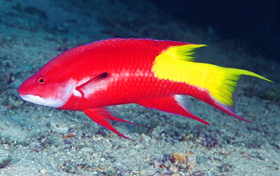 Bodianus pukchellus, Labridae, Spotfin hogfish